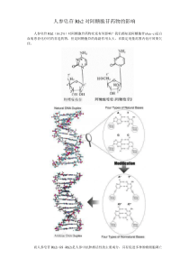 人参皂苷Rh2对阿糖胞苷药物的影响