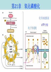 (高级生物化学)第21章--氧化磷酸化(XXXX