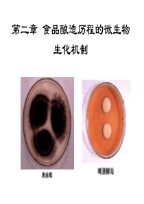 002 第二章 食品酿造历程的微生物生化机制