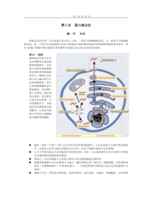 08-分子生物学作业1-第八章蛋白质定位