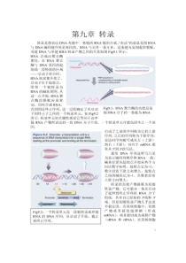 09-分子生物学作业1-第九章转录