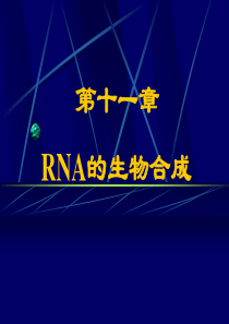 11RNA的生物合成