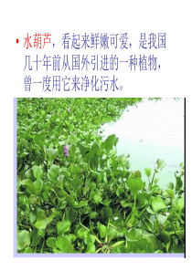 19-生物入侵者