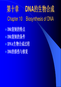 DNA的生物合成