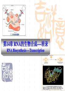 RNA的生物合成--转录-PowerPointPres