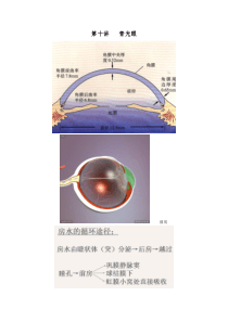 《特殊儿童病理学》第十讲青光眼