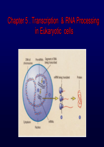 分子生物学-05真核转录