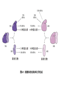 分子生物学Chapter 9