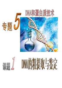 《DNA的粗提取与鉴定》课件(新人教版选修1).