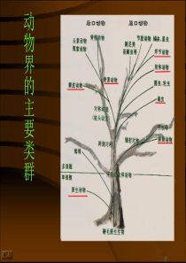 动物生物学课件2