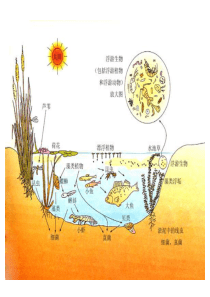 同一时间内聚集在一定区域中各种生物种群的集合