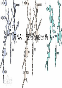 RNA二级结构的分析.