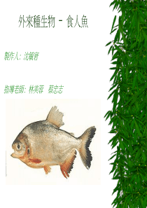 外来种生物