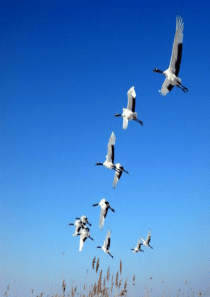 天津乡土环境教育生物教师手册框架