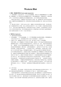 westernblot步骤总结jie通过