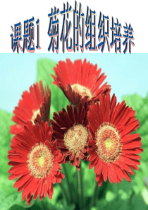 专题课题菊花的组织培养ppt