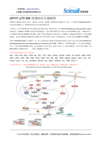 eIF4和p70S6K的调控信号通路图