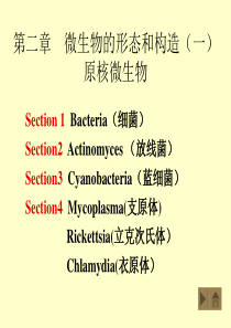 微生物 课件 02细菌