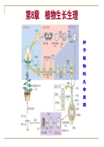 8植物生长生理.