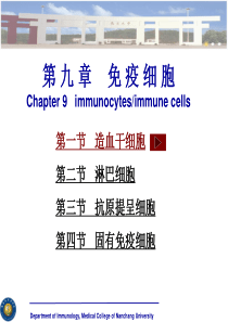 9免疫细胞