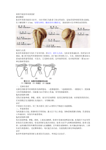 768肱骨外科颈骨折第四节