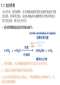 Chapter7-2光合作用.