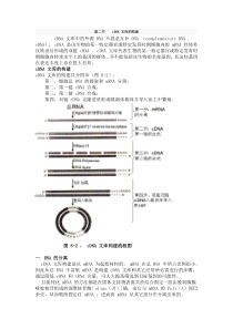 cDNA文库的构建