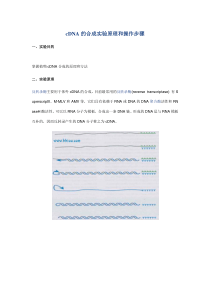 cDNA的合成实验原理和操作步骤