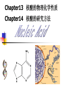 王镜岩生物化学课件PPT-第14、15章 核酸的物理化学性质