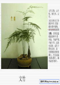 30种常见的室内植物名称.