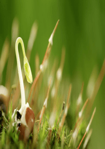 31《植物生长素的发现》讲.