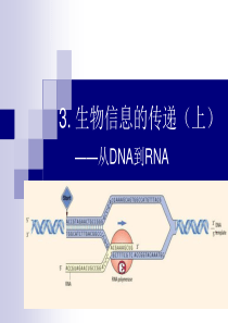 3从DNA到RNA