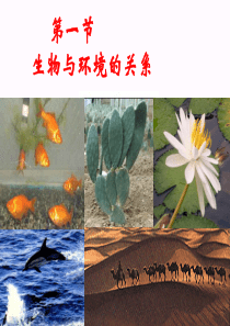 生物与环境的关系