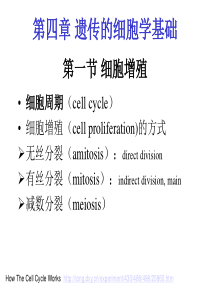 4遗传的细胞学基础2014.