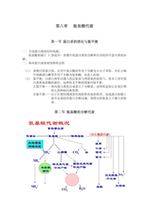 生物化学-氨基酸第八章串讲