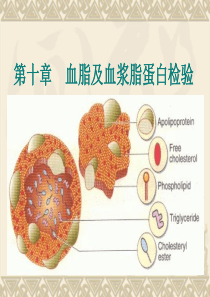 生物化学与检验10