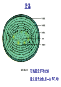 生物必修一复习