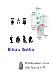 生物氧化