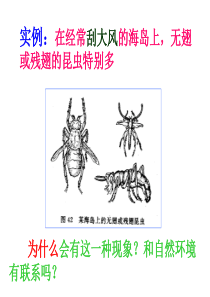 生物的进化——课件