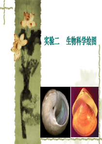 生物科学绘图