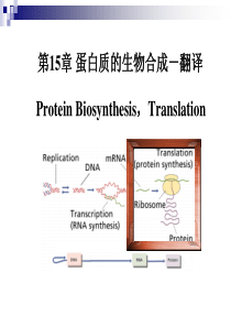 第15章 蛋白质的生物合成-翻译