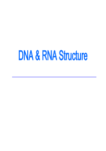 20160328DNA与RNA的结构