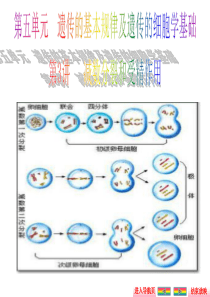 2016《金版新学案》高考生物大一轮复习课件第五单元第3讲减数分裂和受精作用.