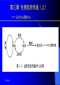 第三章 生物信息传递(上)-从DNA到RNA