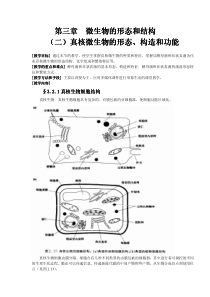 第三章微生物的形态和结构（二）真核微生物的形态、构造和功能