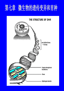 第七章 微生物的遗传变异和育种476459074