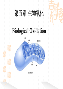 第五章生物氧化与氧化磷酸化