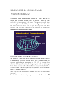 细胞生物学双语教案3(线粒体结构与功能)