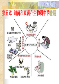 细菌和真菌在生物圈中的作用