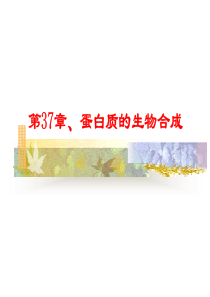 蛋白质生物合成